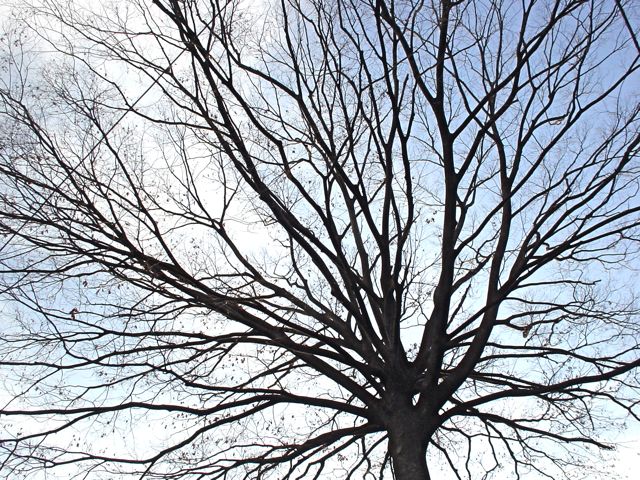 冬の樹木の樹形の美しさ Good News Collection