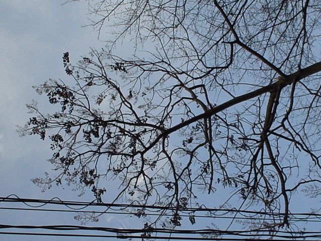 冬の樹木 サルスベリとキリの木 Good News Collection