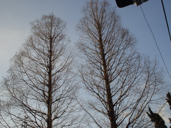 冬の樹形の美しい木と鳥の巣 Good News Collection